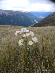 Ranunculus lyallii