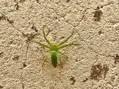 Cetratus