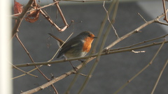 Erithacus rubecula