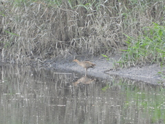 Gallicrex cinerea