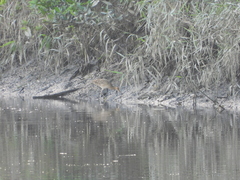 Gallicrex cinerea