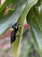 Pergagrapta bicolor