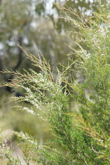 Kunzea leptospermoides