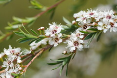 Kunzea leptospermoides