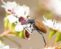 Lepturidea deplanchei