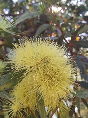 Eucalyptus macrandra