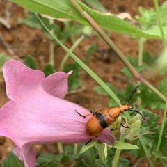 Dicerocaryum senecioides