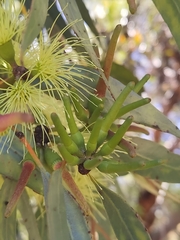 Eucalyptus macrandra