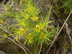 Persoonia juniperina