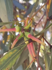 Eucalyptus macrandra