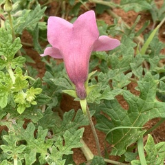 Dicerocaryum senecioides