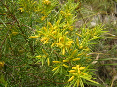 Persoonia juniperina