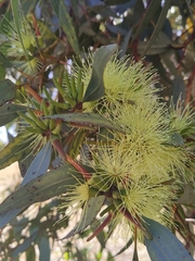 Eucalyptus macrandra