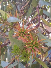 Eucalyptus macrandra