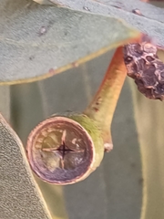 Eucalyptus macrandra