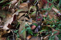 Ypthima baldus newboldi