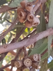 Eucalyptus macrandra