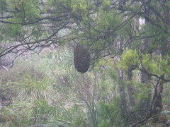 Apis mellifera