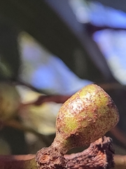 Eucalyptus macrandra