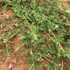 Dicerocaryum senecioides