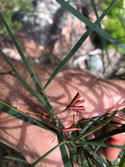 Daviesia wyattiana