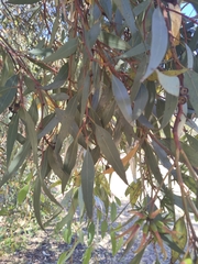 Eucalyptus macrandra