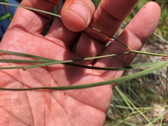 Daviesia wyattiana