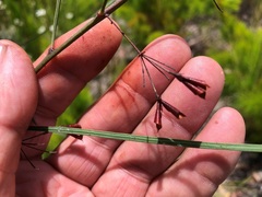 Daviesia wyattiana