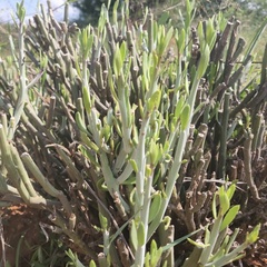 Kleinia longiflora
