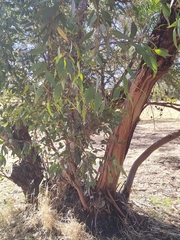 Eucalyptus macrandra