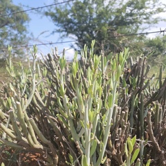 Kleinia longiflora