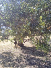 Eucalyptus macrandra