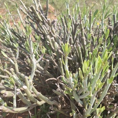 Kleinia longiflora
