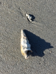 Pyrazus ebeninus