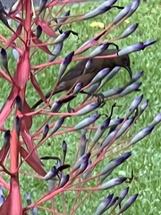 Myzomela obscura