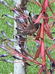 Myzomela obscura