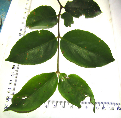 Daphnandra melasmena (Daphnandra melasmena)