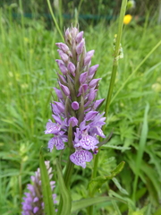 Dactylorhiza praetermissa