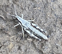 Sigaus piliferus