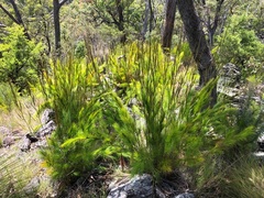 Caustis blakei macrantha