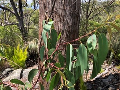 Eucalyptus planchoniana