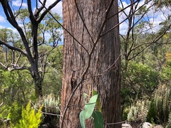 Eucalyptus planchoniana