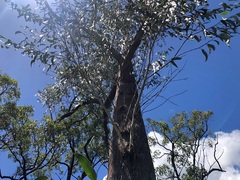 Eucalyptus planchoniana