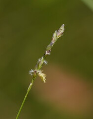 Tetrarrhena juncea