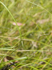 Tetrarrhena juncea