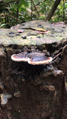 Rhodofomes cajanderi