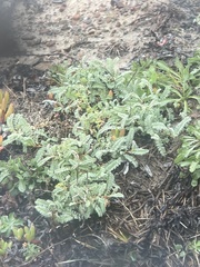 Astragalus nuttallii nuttallii