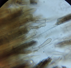 Geoglossum