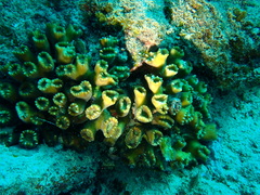 Caulastraea furcata