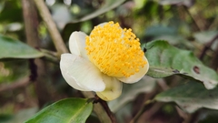 Camellia sinensis